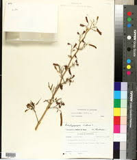 Image result for Aeschynomene nyikensis