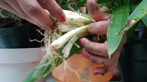 Regando plantas - Porn Videos & Photos - EroMe