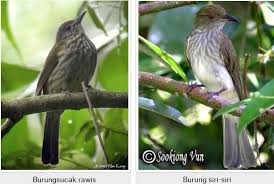 1 perbedaan blackthroat jantan dan betina akurat. Asal Burung Rengganis