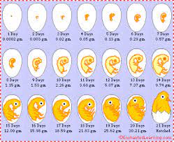 Pin On Incubation