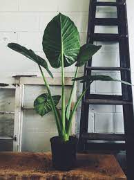 Olifantsoor Plants Elephant Ear Plant Indoor Plants