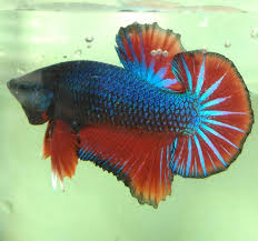 Cupang (betta sp.) adalah ikan air tawar yang habitat asalnya adalah beberapa negara di asia tenggara, antara lain indonesia, thailand, malaysia, danvietnam. Harga Dan Gambar Cupang Terbaru 2017 Ikan Cupang Maskot