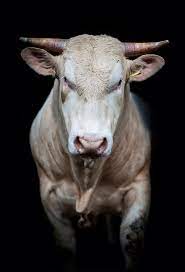 blonde d aquitaine coward by musefiction bucking bulls montaria em touro animais silvestres