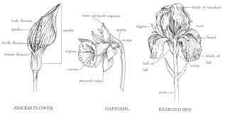 Araceae Flower Google Search Image Family Humanoid Sketch