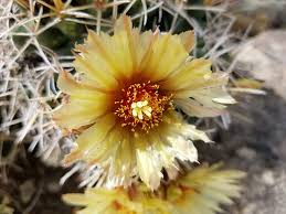 Image result for Kalaharia uncinata