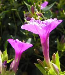 Image result for Embelia multiflora