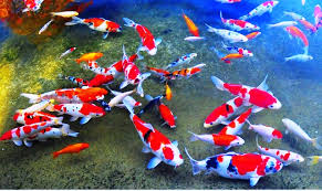 Kolam koi umumnya dibuat mengunakan cor beton yang kuat, dengan berbagai macam bentuknya. Jenis Penyakit Ikan Koi Pencegahan Dan Cara Mengatasinya Masyarakat Akuakultur Indonesia