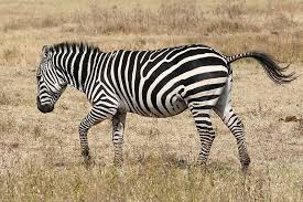 The immediate goal is to curb the spread of these deleterious invaders. Where Do Zebras Live Facts About The Habitat Of Zebras