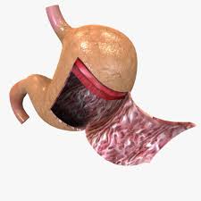Stomach Anatomy 3d Model Ad Stomach Anatomy Model In 2020 Body Museum Anatomy Models Anatomy