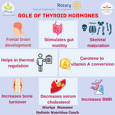 Image result for Thyroid Function Summary