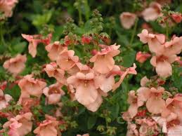 Image result for ostruhatka