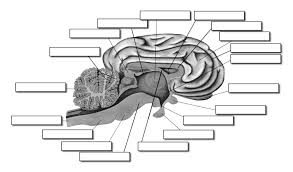 Once you find your worksheet, click. Sheep Brain Dissection Biology Libretexts