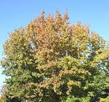 Image result for Altingiaceae