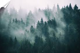 Foggy pine forest wallpaper downloads. Fototapeta Na Wymiar Las We Mgle Mgla Jelen Drzewa 7975136258 Oficjalne Archiwum Allegro Foggy Forest Forest Wallpaper Iphone Forest Background