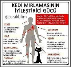 kedilerle ilgili canli yayin gelsin mi yoruma bekliyoruz parapsikoloji psikoloji kisiselgelisim yoga me healthy body health fitness health and beauty