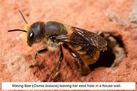 Collection by kitty sanchez photography • last updated 2 days ago. Solitary Bees
