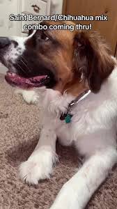 #Bigdoglittledogcombo #saintbernard #Chihuahua #dogsoftiktokfyp