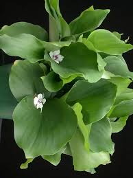 Image result for Kaempferia