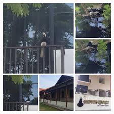 1, persisiran sayong, 33000, kuala kangsar, malaysia. Sayong Resort Home Facebook