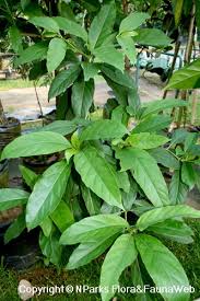 Image result for Morinda angolensis