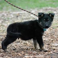 If playback doesn't begin shortly, try restarting your device. Dogs For Sale Shield K9 Dog Sales
