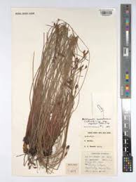 Image result for Bulbostylis scabricaulis