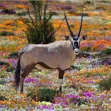 Image result for Arthraerua leubnitziae