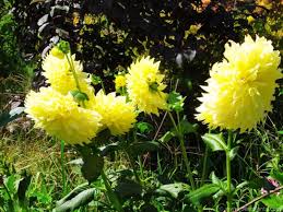 But there are lots of ifs and buts, such as temperature and if there is any dusk and dawn lower lighting. How To Plant Dahlia Kelvin Floodlight Dear Plants