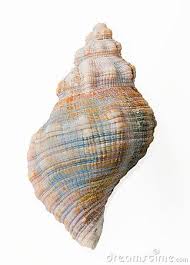 Conch Shell Top View Sea Shells Shells Conch Shell
