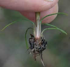 Image result for Isoetes alstonii