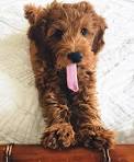 How Much Does a Goldendoodle Cost In 2020?