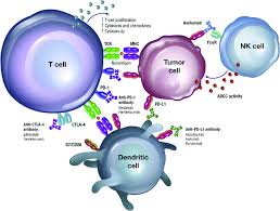 Image result for Immune Checkpoint Inhibitor