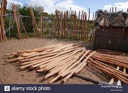 Image result for Androstachys