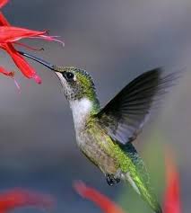 Maybe you would like to learn more about one of these? Hummingbirds Mexico S Brilliant Garden Visitor Sol Mexico News