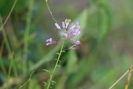 Image result for Cleome hirta