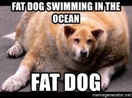 When you already ate way to much, but then someone brings out cake, so you're like… yes, please. Fat Dog Swimming In The Ocean Fat Dog Fat Dogssssssss Meme Generator