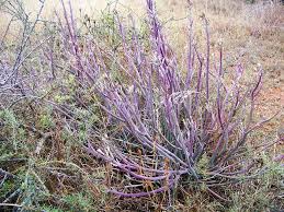 Image result for Kleinia longiflora