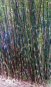 Image result for Monostachya stapelioides