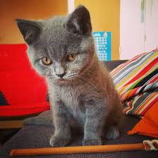 With this said, they are always ready and keen to play interactive games with the kids which is why they make such wonderful family pets. Agent Cooper 11 Week Old British Blue Kitten British Blue Kitten British Shorthair Cats British Shorthair