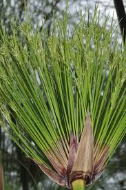Image result for Cyperus tenax
