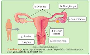 Berdasarkan letaknya, organ pada tubuh dibedakan menjadi dua macam, yaitu organ dalam (contoh usus) dan organ luar (contoh kulit). Struktur Dan Fungsi Organ Organ Penyusun Sistem Reproduksi Pada Laki Laki