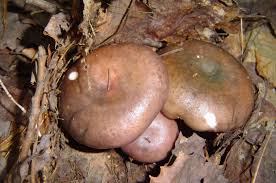 Image result for Russula variata