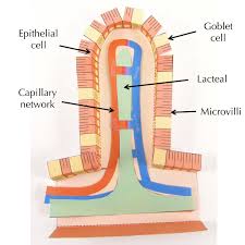 Image result for Endostemon villosus