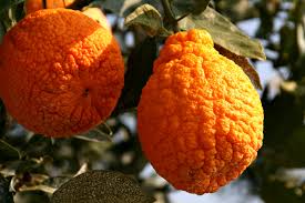 Seeds are not available for the ugli fruit. Introducing Sumo Citrus Butt Ugly And Drop Dead Delicious Shockingly Delicious