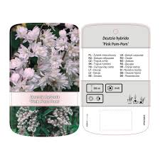 Image result for Deutzia hybrida Pink Pompon