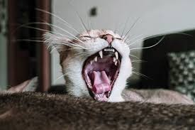 Kidneys are susceptible to ischaemia and toxicants as they what are the clinical signs associated with chronic renal failure? Blog The Cat Clinic Of Roswell