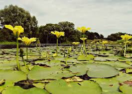 Image result for Nymphoides brevipedicellata