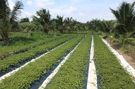 Toxicity of the methanol extract of o. Misai Kucing Java Tea