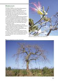 Image result for Connaraceae