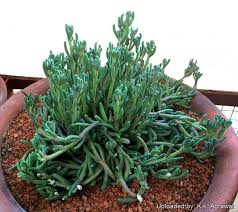 Image result for Phyllanthus taylorianus